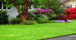 Cỏ nhân tạo giá rẻ, Cỏ nhân tạo giá rẻ TPHCM, Mua cỏ nhân tạo giá rẻ, Sân cỏ nhân tạo giá rẻ, Cỏ nhân tạo sân vườn