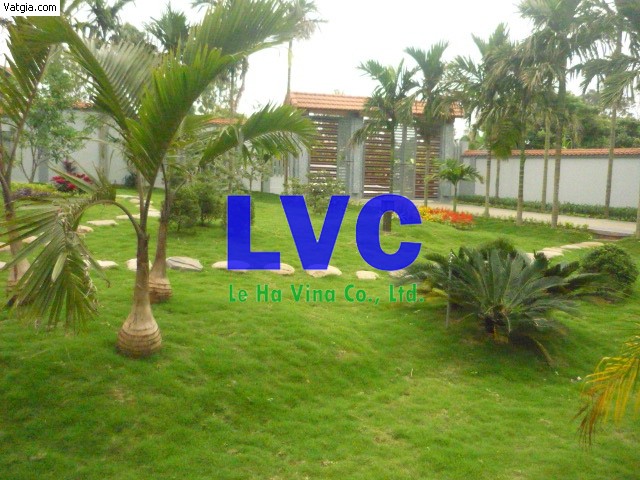 Bán cỏ sân vườn tại Bắc Giang, Cỏ nhân tạo sân vườn, Cỏ nhân tạo, Bán cỏ sân vườn, Công ty Lê Hà Vina