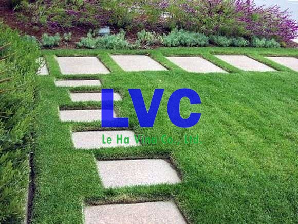 Trồng cỏ sân vườn, Cách trồng cỏ sân vườn, Cỏ giống, Cỏ sân vườn, Trải thảm