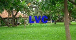 Cỏ nhân tạo sân vườn Đà Nẵng, Cỏ nhân tạo sân vườn, Cỏ tự nhiên, Cỏ nhân tạo sân vườn giá rẻ, Cỏ nhân tạo