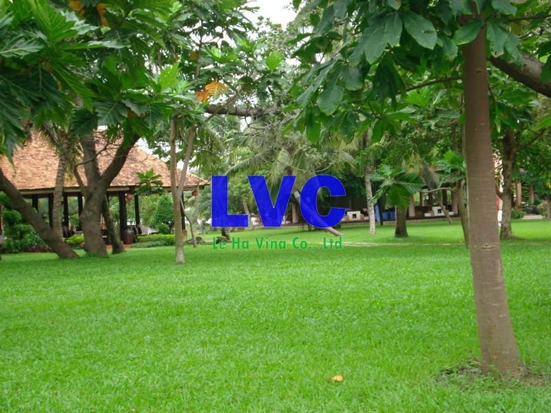 Cỏ nhân tạo sân vườn Đà Nẵng, Cỏ nhân tạo sân vườn, Cỏ tự nhiên, Cỏ nhân tạo sân vườn giá rẻ, Cỏ nhân tạo