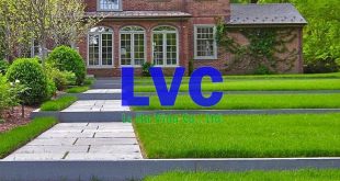 Cỏ trồng trong nhà, Cây cỏ nhân tạo, Cây cỏ tự nhiên, Cây cỏ
