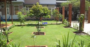 Cỏ trang trí sân vườn, Cỏ nhân tạo, Lê Hà Vina, Cung cấp cỏ nhân tạo, Cỏ nhân tạo để trang trí