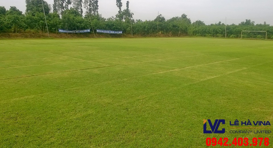 Cỏ sân bóng, Cỏ giá rẻ, Lê Hà Vina, Cỏ nhân tạo sân bóng, Thảm cỏ, Mua cỏ nhân tạo sân bóng
